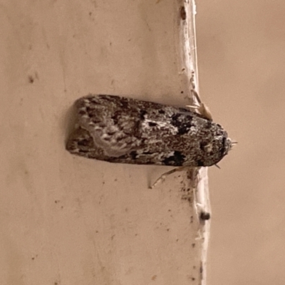 Philobota philostaura (A Concealer moth (Philobota group)) at Yarralumla, ACT - 22 Jan 2023 by Hejor1