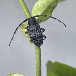 Ancita australis at Canberra, ACT - 25 Jan 2023 01:25 PM