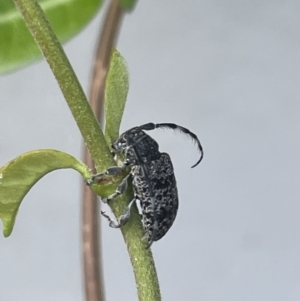 Ancita australis at Canberra, ACT - 25 Jan 2023 01:25 PM