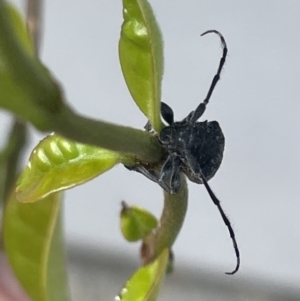 Ancita australis at Canberra, ACT - 25 Jan 2023