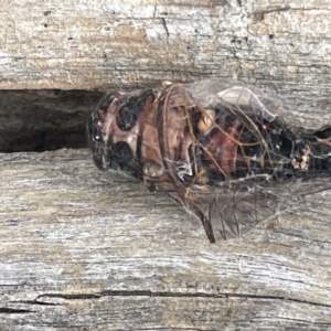 Yoyetta sp. (genus) at Forde, ACT - 27 Jan 2023