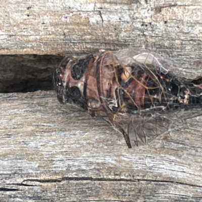 Yoyetta sp. (genus) (Firetail or Ambertail Cicada) at Forde, ACT - 27 Jan 2023 by Hejor1