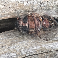 Yoyetta sp. (genus) at Forde, ACT - 27 Jan 2023