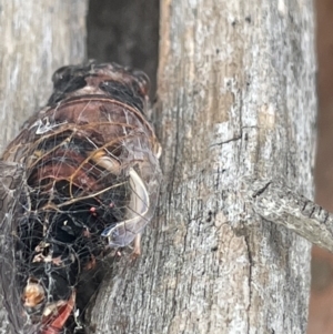 Yoyetta sp. (genus) at Forde, ACT - 27 Jan 2023