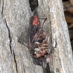 Yoyetta sp. (genus) at Forde, ACT - 27 Jan 2023