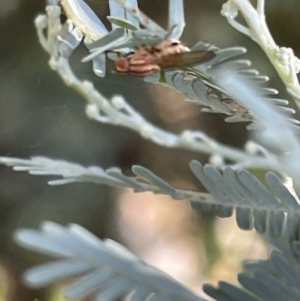 Sapromyza brunneovittata at Casey, ACT - 11 Feb 2023