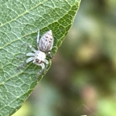 Opisthoncus polyphemus (Cyclops jumping spider) at ANBG - 19 Feb 2023 by Hejor1