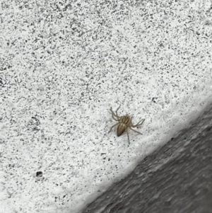 Oxyopes sp. (genus) at Canberra, ACT - 21 Feb 2023