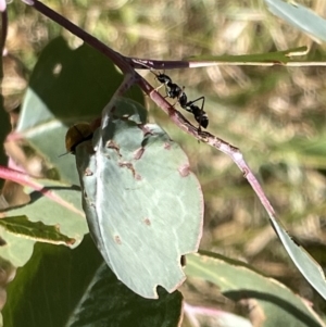 Myrmecia sp. (genus) at Ainslie, ACT - 25 Feb 2023