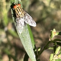 Sarcophaga sp. (genus) (Flesh fly) at Mount Majura - 3 Mar 2023 by Hejor1