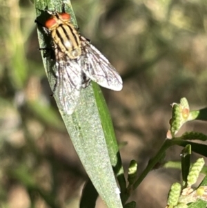 Sarcophaga sp. (genus) at Hackett, ACT - 3 Mar 2023