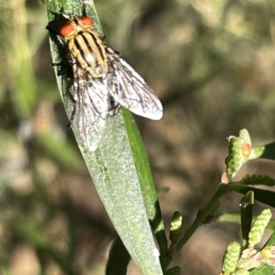 Sarcophaga sp. (genus) (Flesh fly) at Mount Majura - 3 Mar 2023 by Hejor1