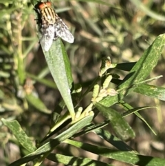 Sarcophaga sp. (genus) at Hackett, ACT - 3 Mar 2023