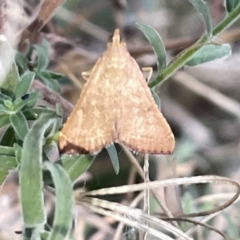 Endotricha ignealis (A Pyralid moth (Endotrichinae)) at Mount Majura - 3 Mar 2023 by Hejor1
