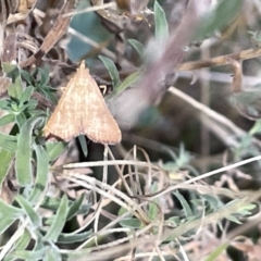 Endotricha ignealis at Hackett, ACT - 3 Mar 2023