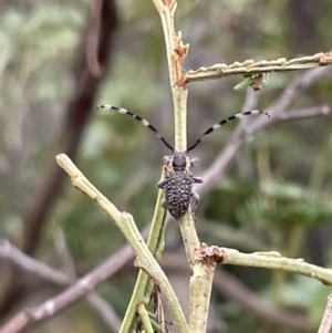 Ancita marginicollis at Ainslie, ACT - 4 Mar 2023