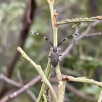 Ancita marginicollis (A longhorn beetle) at Ainslie, ACT - 4 Mar 2023 by Hejor1