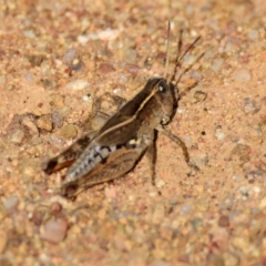 Phaulacridium vittatum (Wingless Grasshopper) at Weetangera, ACT - 13 Mar 2023 by Thurstan