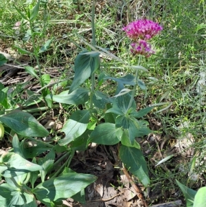 Centranthus ruber at Macarthur, ACT - 9 Dec 2022