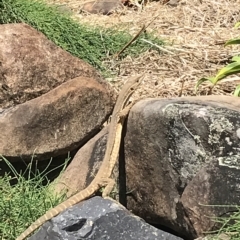 Varanus gouldii (Sand Goanna) at Evans Head, NSW - 14 Mar 2023 by AliClaw