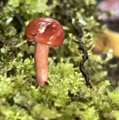 zz agaric (stem; gill colour unknown) at ANBG - 19 Feb 2023 by Hejor1