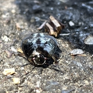 Pentatomidae (family) at Acton, ACT - 19 Feb 2023