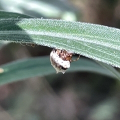 Phoroncidia sextuberculata (Six-knobbed Phoroncidia) at Ainslie, ACT - 24 Feb 2023 by Hejor1