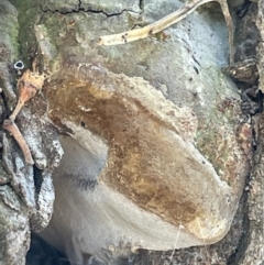 Phellinus sp. (non-resupinate) at Casey, ACT - 11 Feb 2023 10:51 AM