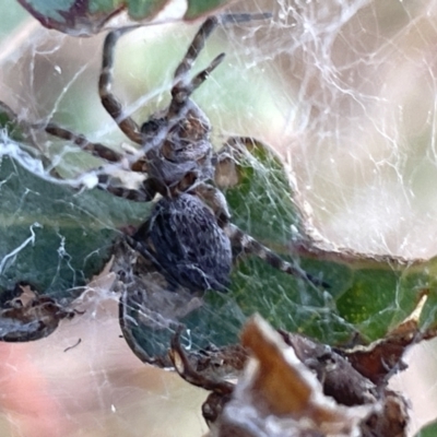 Badumna sp. (genus) (Lattice-web spider) at Ainslie, ACT - 24 Feb 2023 by Hejor1