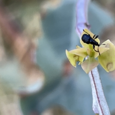 Euops sp. (genus) (A leaf-rolling weevil) at Ainslie, ACT - 24 Feb 2023 by Hejor1