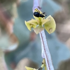 Euops sp. (genus) at Ainslie, ACT - 24 Feb 2023 05:15 PM