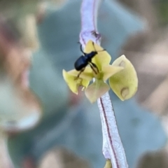 Euops sp. (genus) at Ainslie, ACT - 24 Feb 2023 05:15 PM