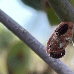 Monophlebidae sp. (family) (Mealy Bugs) at Ainslie, ACT - 24 Feb 2023 by Hejor1