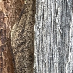 Chelepteryx collesi at Ainslie, ACT - 24 Feb 2023