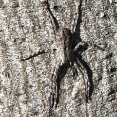 Pediana sp. (genus) (A huntsman spider) at Mount Ainslie - 24 Feb 2023 by Hejor1