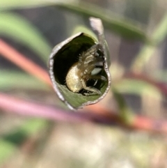 Phonognatha graeffei at Ainslie, ACT - 25 Feb 2023 by Hejor1