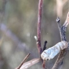 Hypertrophidae sp. (family) (Unidentified Twig Moth) at Ainslie, ACT - 24 Feb 2023 by Hejor1