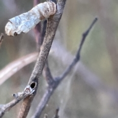 Hypertrophidae sp. (family) at Mount Ainslie - 24 Feb 2023