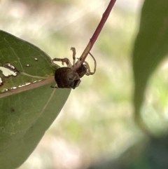 Unidentified Other web-building spider at Ainslie, ACT - 25 Feb 2023 by Hejor1