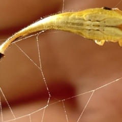 Arachnura higginsi (Scorpion-tailed Spider) at Mount Ainslie - 25 Feb 2023 by Hejor1