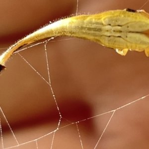 Arachnura higginsi at Ainslie, ACT - 25 Feb 2023