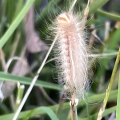 Lepidoptera unclassified IMMATURE (caterpillar or pupa or cocoon) at Ainslie, ACT - 26 Feb 2023 by Hejor1