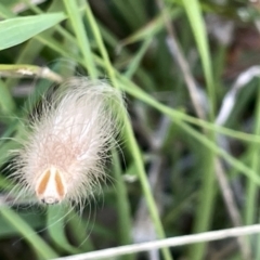 Lepidoptera unclassified IMMATURE moth at Ainslie, ACT - 26 Feb 2023