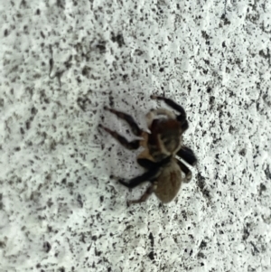 Maratus griseus at Canberra, ACT - 27 Feb 2023 01:51 PM