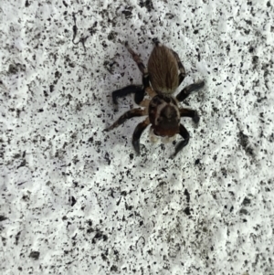 Maratus griseus at Canberra, ACT - 27 Feb 2023