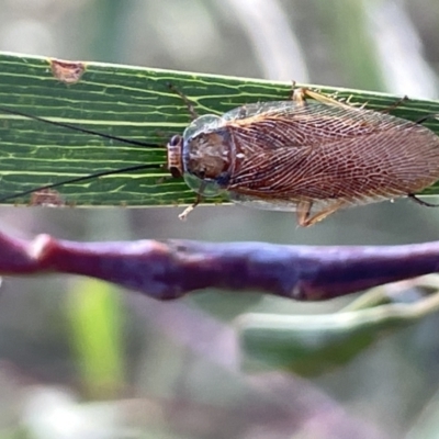 Balta spuria (A Balta Cockroach) at Ainslie, ACT - 26 Feb 2023 by Hejor1