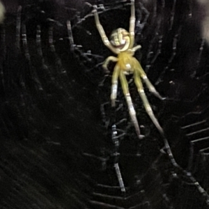 Phonognatha graeffei at Campbell, ACT - 2 Mar 2023