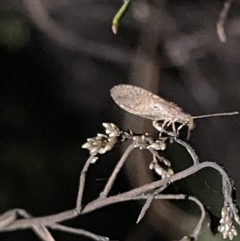 Micromus tasmaniae at Campbell, ACT - 2 Mar 2023