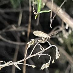 Micromus tasmaniae at Campbell, ACT - 2 Mar 2023