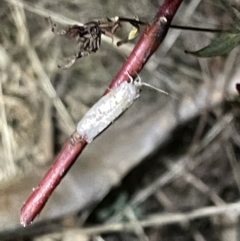 Lepidoptera unclassified ADULT moth at Mount Ainslie - 2 Mar 2023 by Hejor1